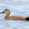 Gadwall